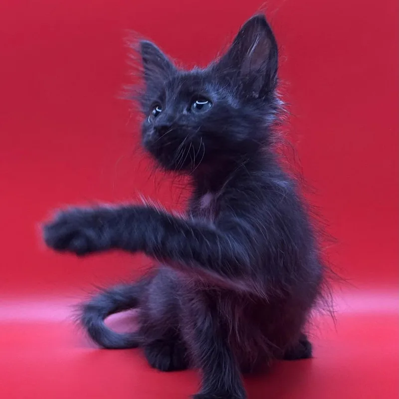 A baby small-sized male Black Domestic Medium Hair cat named Beelzebub for adoption in Los Angeles, CA