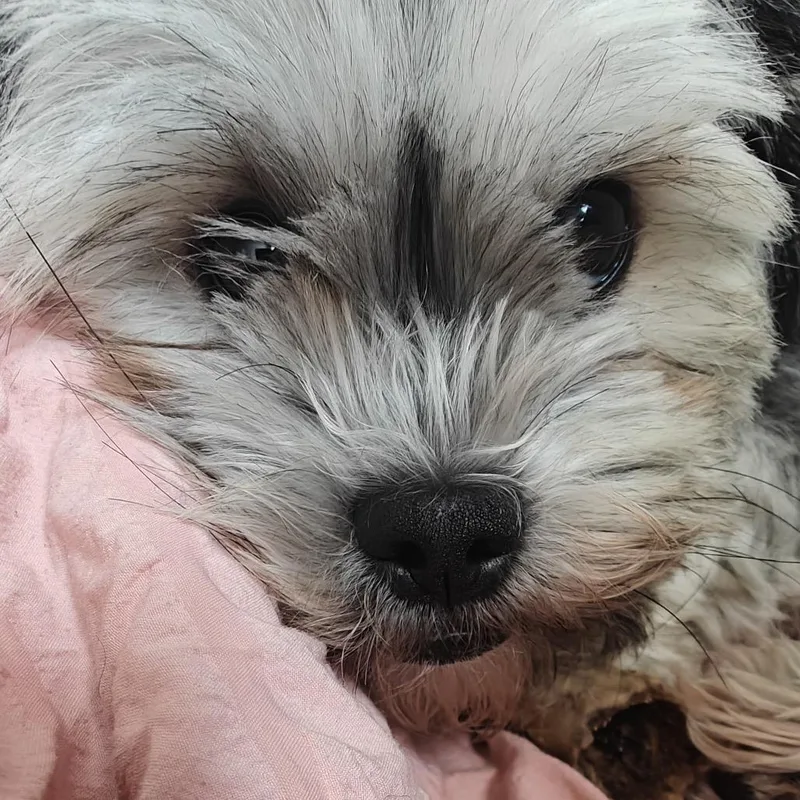 Toby C