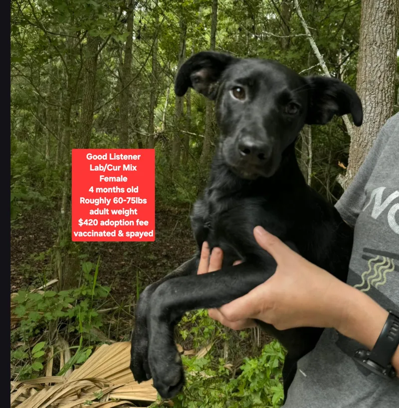 A baby large-sized female Black Labrador Retriever dog named Good Listener for adoption in Oviedo, FL
