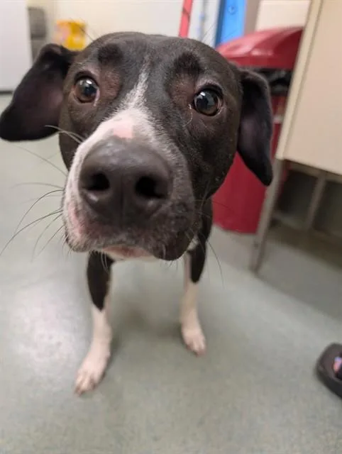 An adult medium-sized male Pointer dog named Ziggy for adoption in Lees Summit, MO