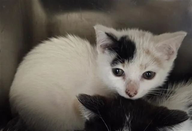 A baby small-sized female Domestic Short Hair cat named Topaz for adoption in Augusta, GA
