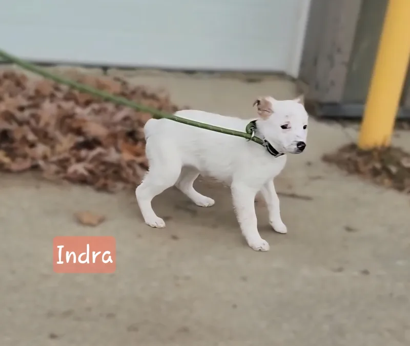 Indra ~ Puppy ~ thumbnail 2