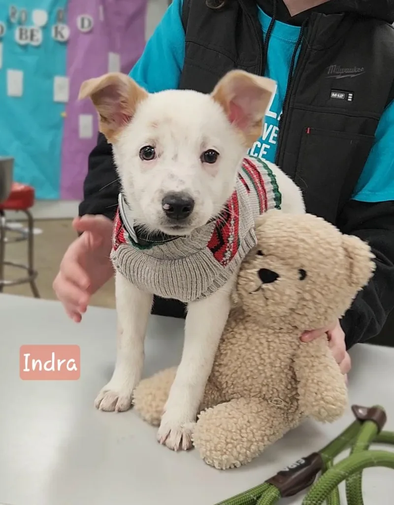 Indra ~ Puppy ~ thumbnail 3