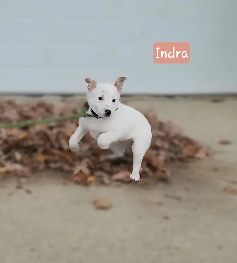 Indra ~ Puppy ~ thumbnail 4