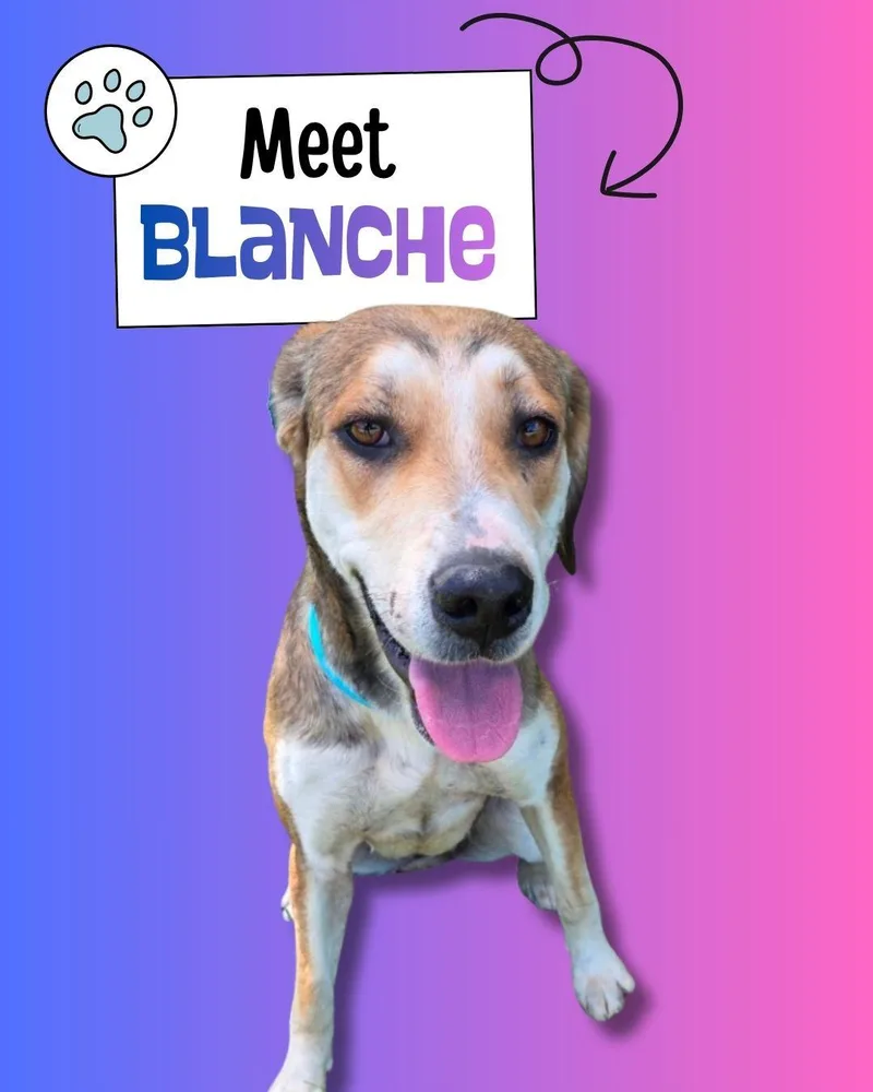 An adult medium-sized female Tricolor (Brown, Black, & White) Hound dog named Blanche for adoption in Sulphur, KY