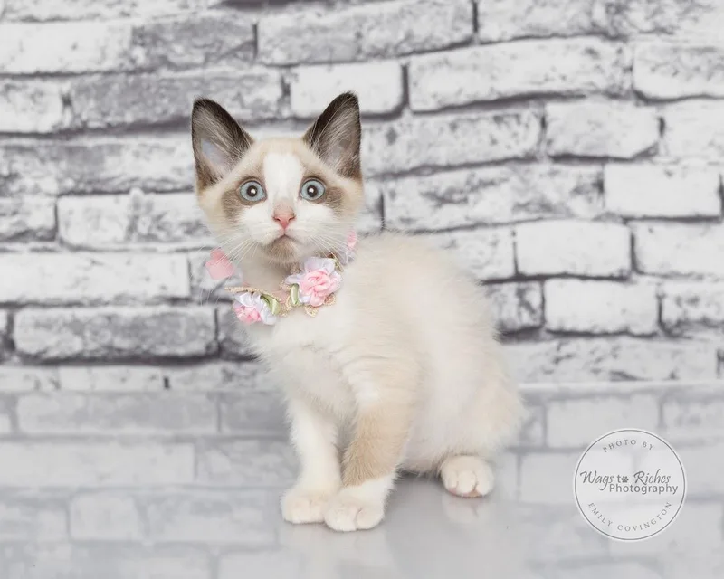 Willow thumbnail 2