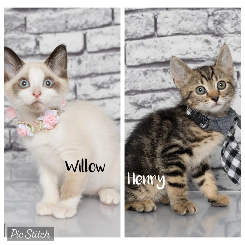 Willow thumbnail 3