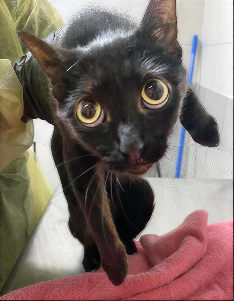 An adult medium-sized female Black Domestic Short Hair cat named Roxie for adoption in Nashville, TN
