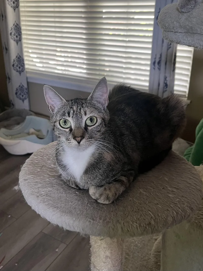 Charlotte thumbnail 2