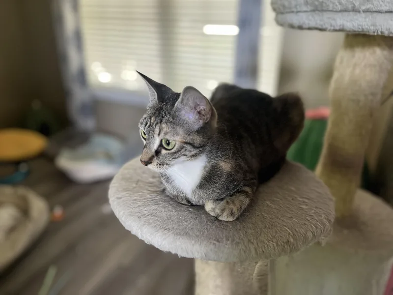 Charlotte thumbnail 3