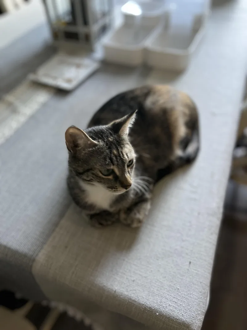 Charlotte thumbnail 4