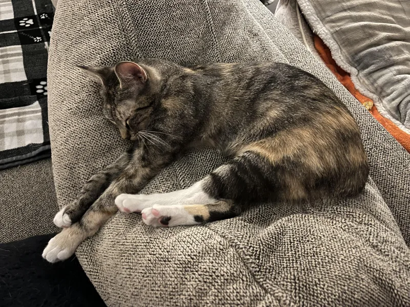 Charlotte thumbnail 5