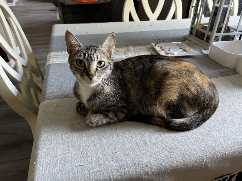 Charlotte thumbnail 6