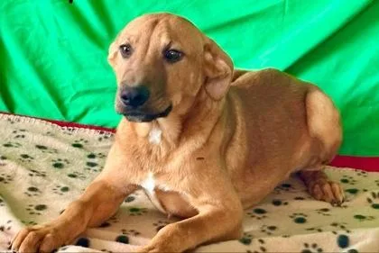 A baby medium-sized male Mixed Breed dog named Pot Pie for adoption in Westland, MI