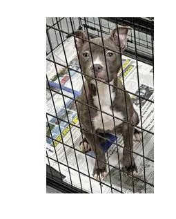 A baby medium-sized female Gray / Blue / Silver Pit Bull Terrier dog named Echo for adoption in Portsmouth, OH