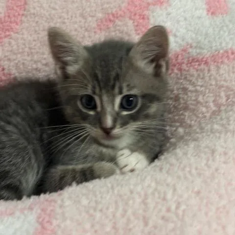 A baby medium-sized male Gray / Blue / Silver Domestic Short Hair cat named Clay for adoption in Baytown, TX