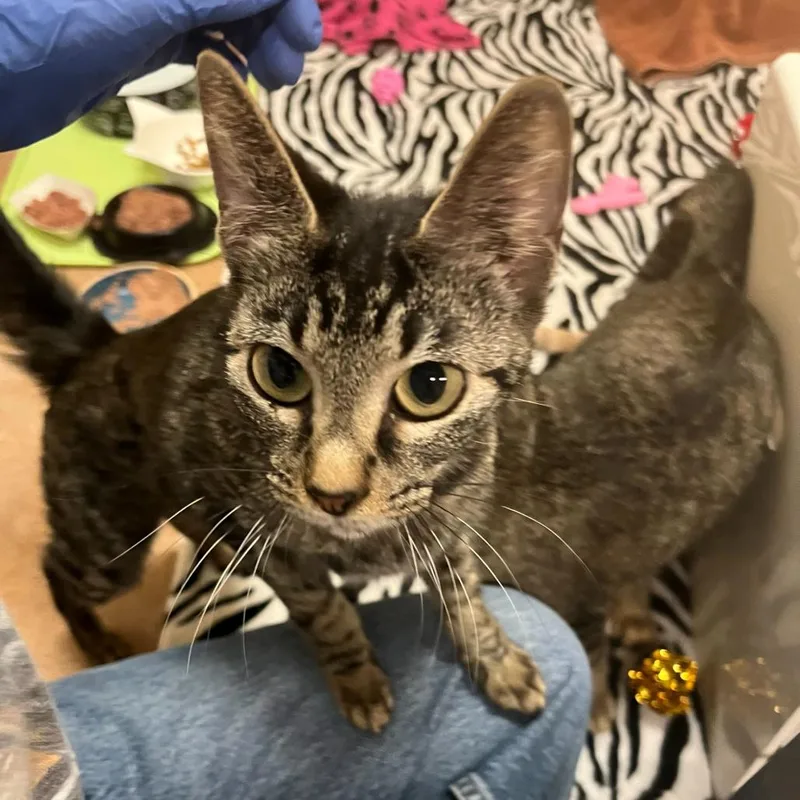 Ice Cream thumbnail 2