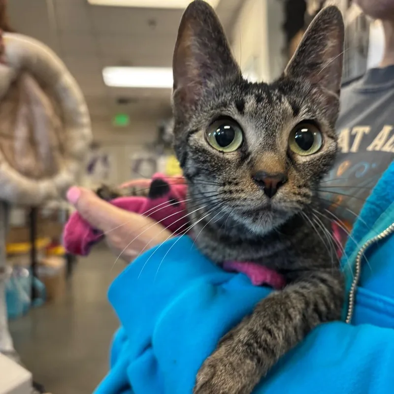 Ice Cream thumbnail 3