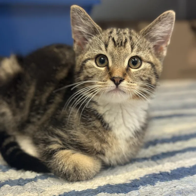 A baby medium-sized male Brown / Chocolate Domestic Short Hair cat named Biscotti for adoption in Columbus, OH