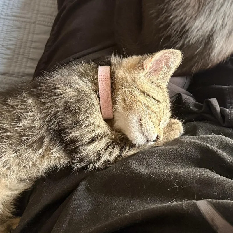A baby small-sized female Gray / Blue / Silver Domestic Short Hair cat named Paulina for adoption in Skokie, IL