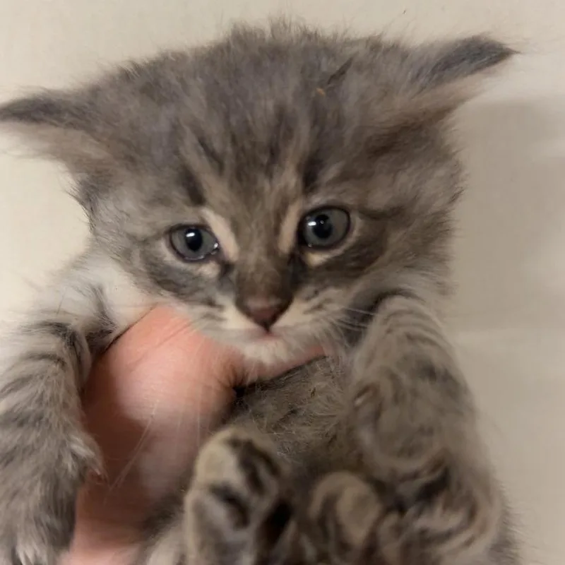 Paulina thumbnail 6