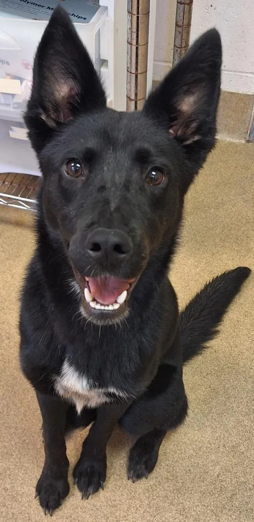A young medium-sized female Mixed Breed dog named Goody for adoption in Grand Forks, ND