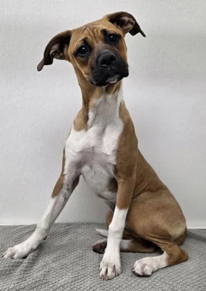 A young medium-sized female Pit Bull Terrier dog named Sunflower for adoption in Phoenix, AZ