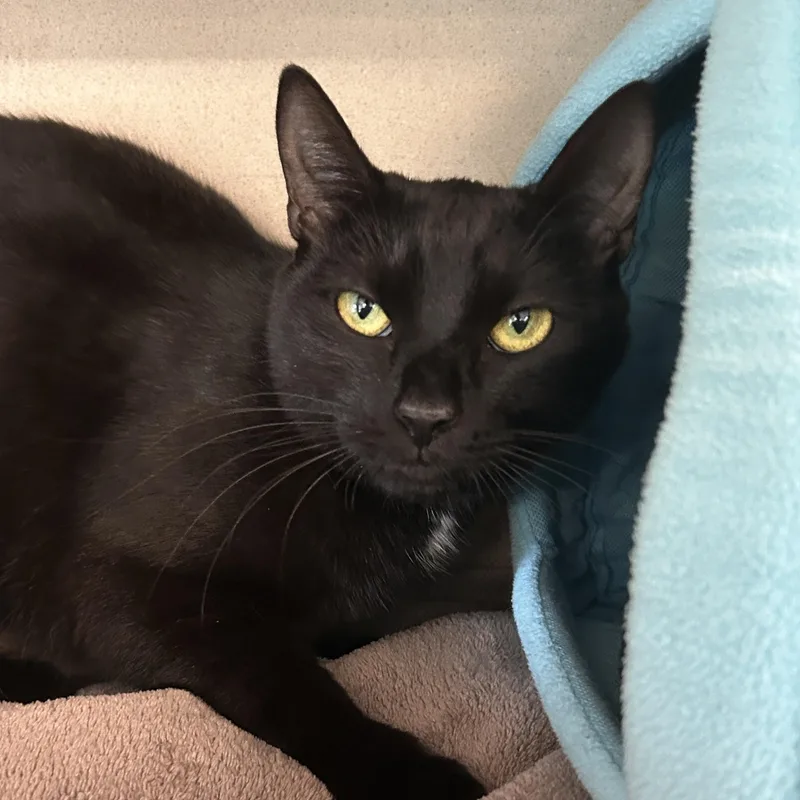 An adult medium-sized female Black Domestic Short Hair cat named Shelly for adoption in Eatontown, NJ