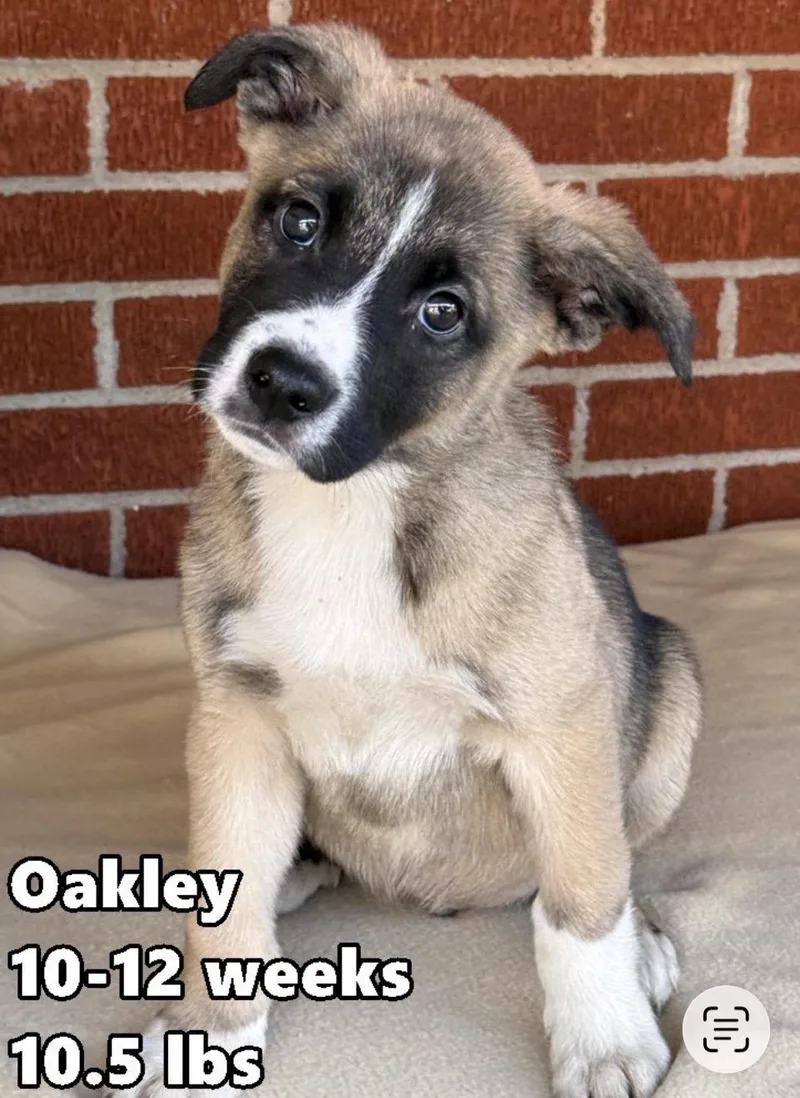 A baby medium-sized male Tricolor (Brown, Black, & White) Golden Retriever dog named Oakley for adoption in Wonder Lake, IL
