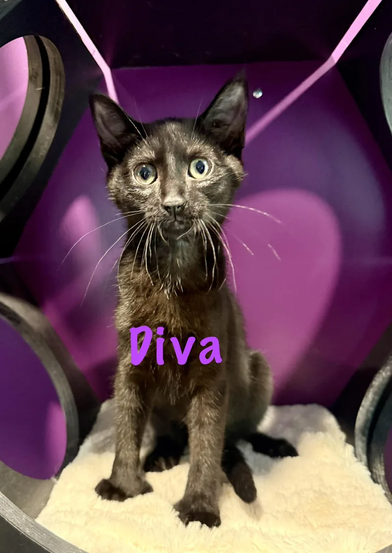 A baby medium-sized female Black Domestic Short Hair cat named Diva for adoption in Frewsburg, NY