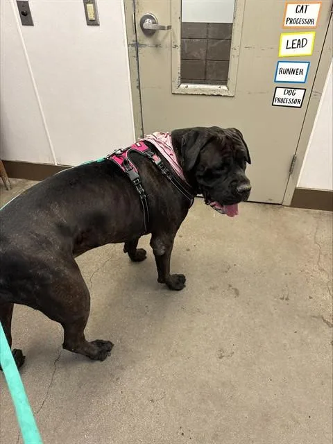 An adult extra large-sized female Cane Corso dog named Nana for adoption in Tucson, AZ