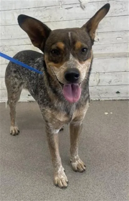 A young medium-sized male Australian Cattle Dog / Blue Heeler dog named Afton for adoption in San Bernardino, CA