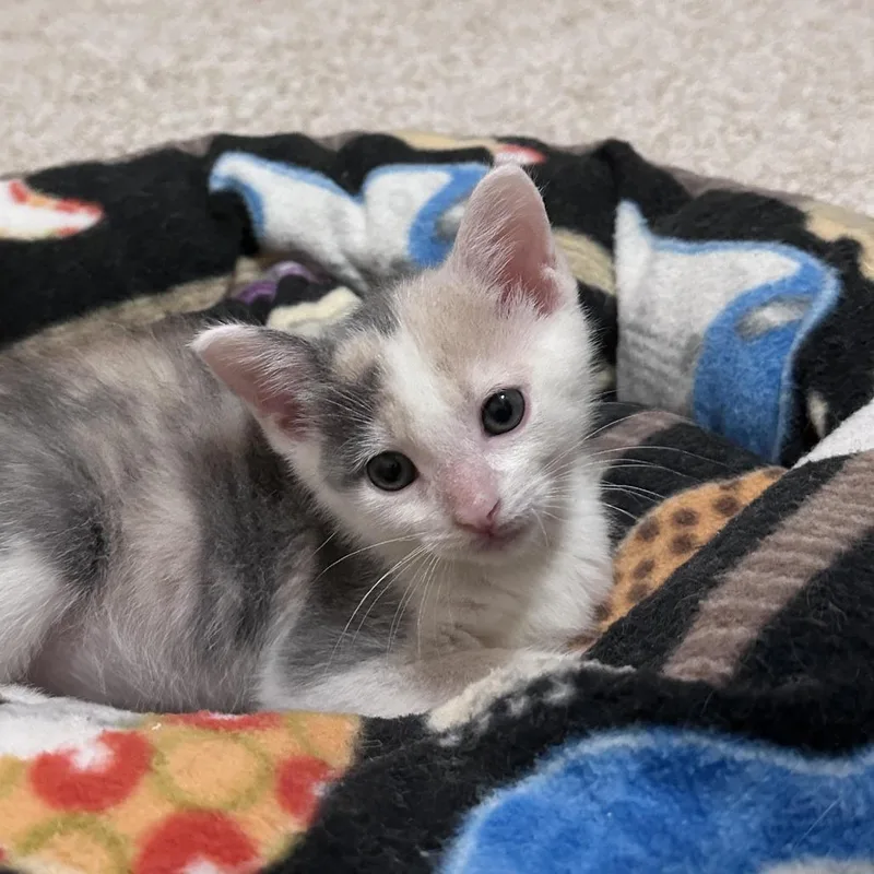 A baby small-sized female Calico Domestic Short Hair cat named Twiggy C for adoption in Prosper, TX
