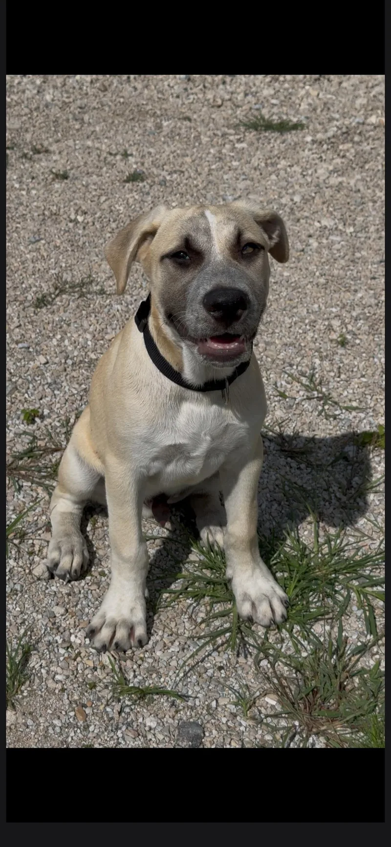 A baby large-sized male Black Mouth Cur dog named Cooper for adoption in Plano, TX