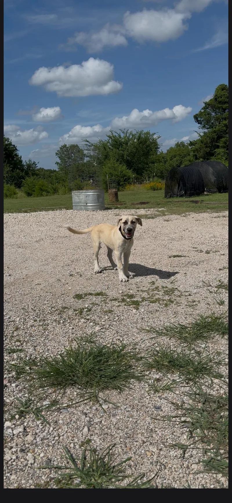 Cooper thumbnail 2