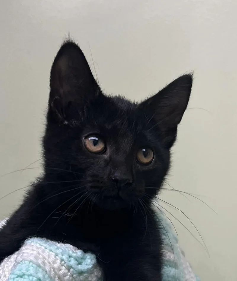 A baby small-sized female Domestic Short Hair cat named Denali for adoption in Shorewood, IL