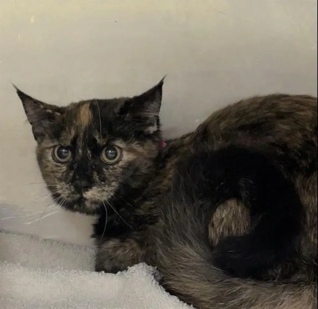 A baby small-sized female Domestic Medium Hair cat named Penny for adoption in Upper Marlboro, MD