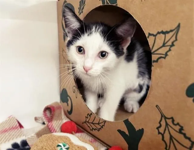 A baby small-sized male Domestic Short Hair cat named Grapefruit for adoption in Saint Louis, MO