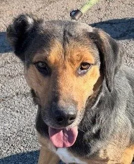 Blackjack thumbnail 2