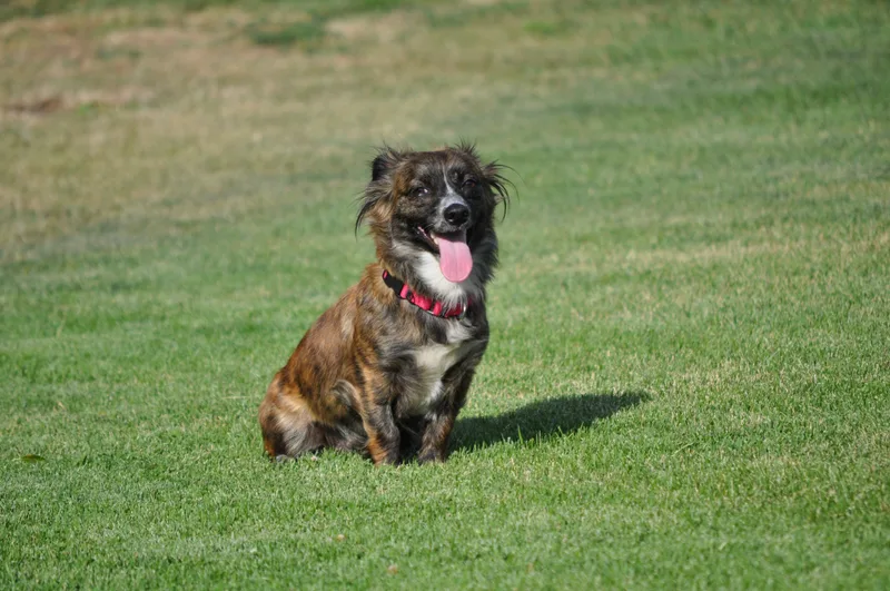 Penny