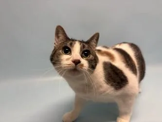 An adult small-sized female Domestic Short Hair cat named Nikki for adoption in Golden Valley, MN