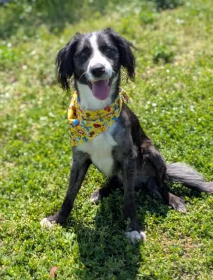 An adult large-sized male Spaniel dog named Maverick for adoption in Morton Grove, IL