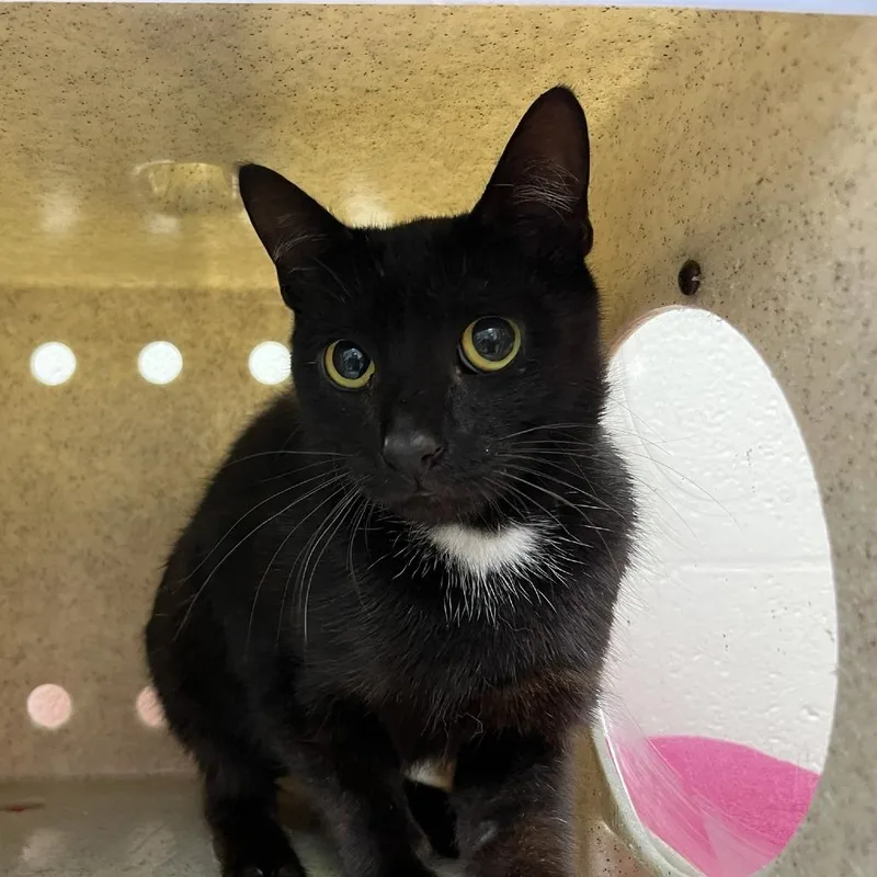A young medium-sized male Black Domestic Short Hair cat named SVASStray for adoption in Lyndhurst, VA