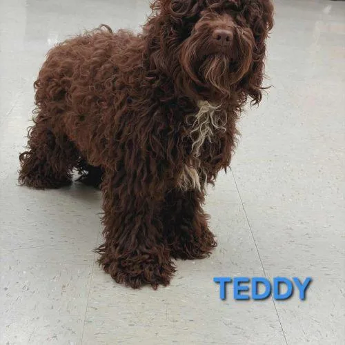 Teddy thumbnail 2