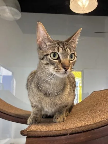 An adult small-sized female Domestic Short Hair cat named Athena for adoption in New Orleans, LA