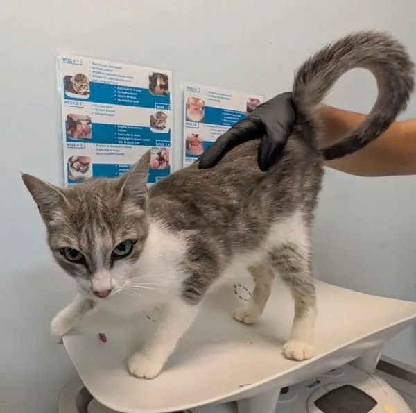 An adult small-sized female Domestic Short Hair cat named Cricket for adoption in San Diego, CA