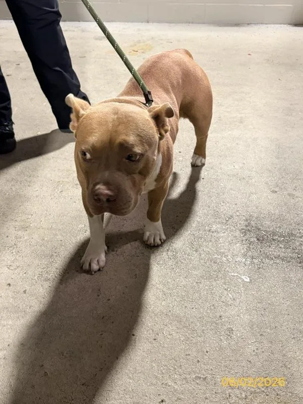 An adult medium-sized male Mixed Breed dog named Tyrion for adoption in Melbourne, FL