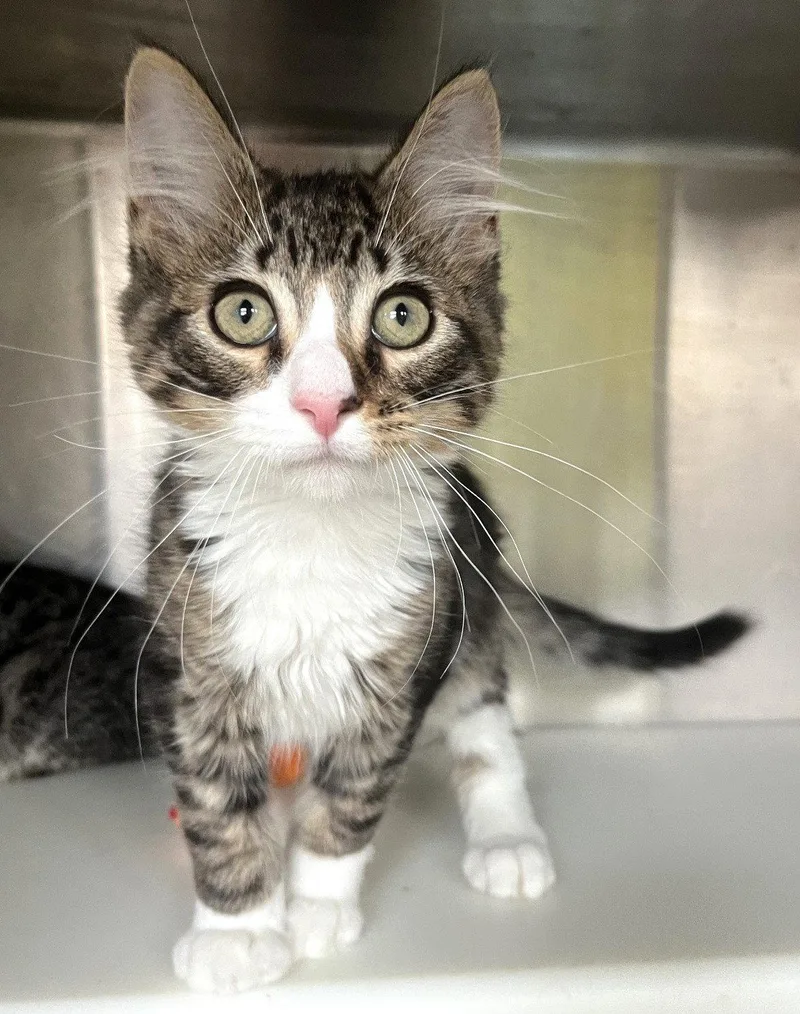 A baby medium-sized male Tabby cat named Buster for adoption in Carrollton, GA