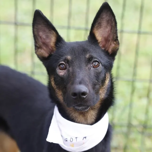 A young medium-sized female Shepherd dog named Bailey for adoption in San Antonio, TX