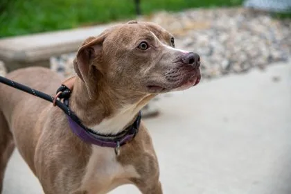 An adult medium-sized male Terrier dog named Finn for adoption in Terre Haute, IN